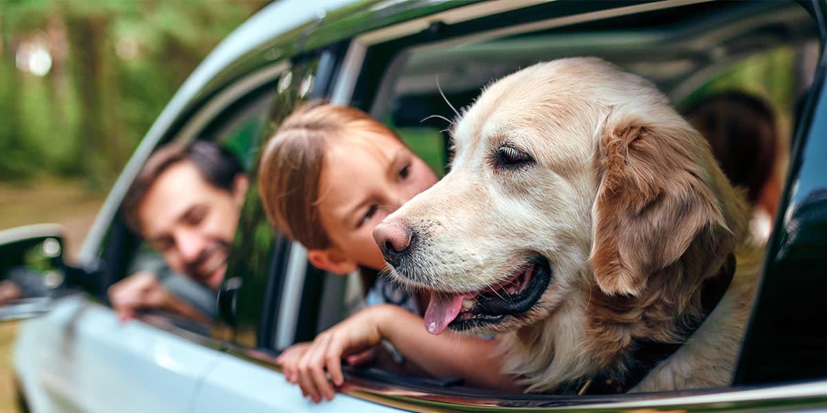 Traveling With Pets
