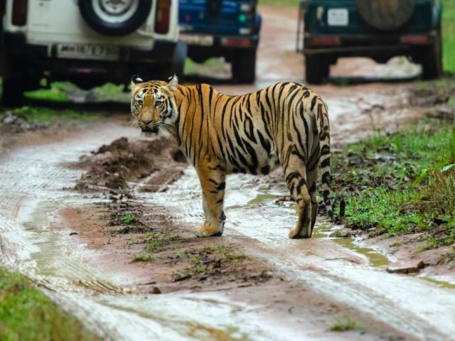 supreme-court-tightens-tiger-tourism-rules