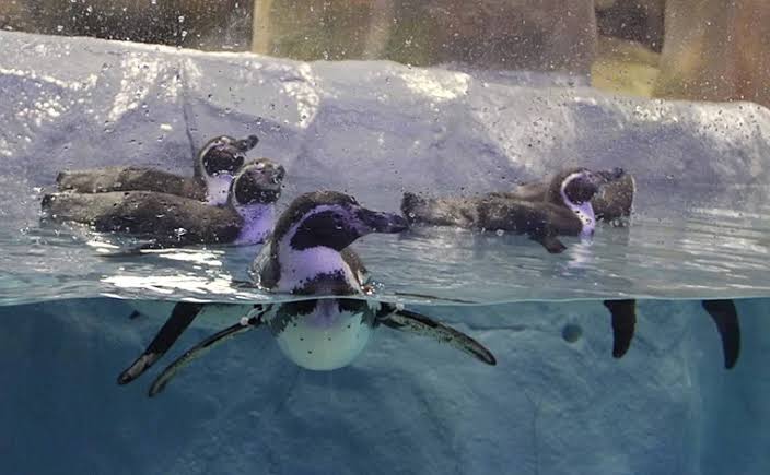 bmc-rani-bagh-expansion-plan