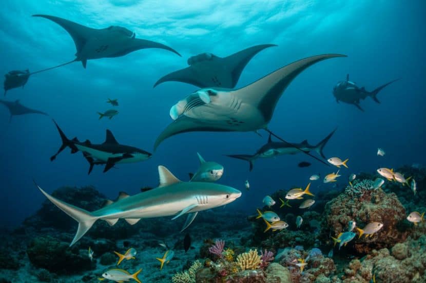 asia-government-protected-dive-sites-must-see