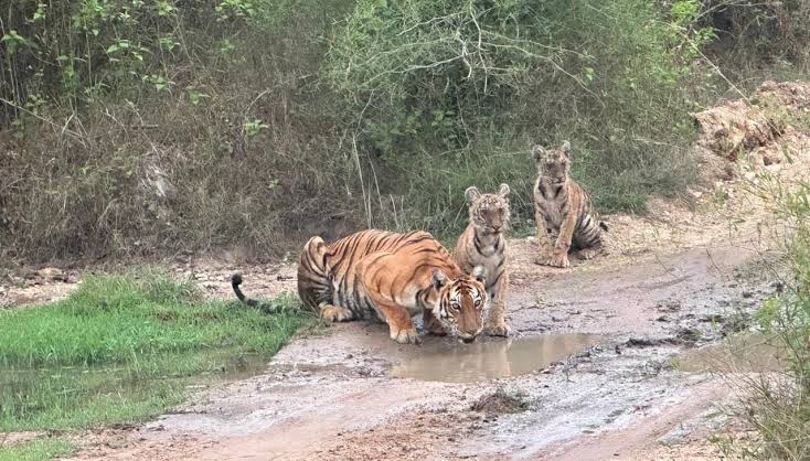 bandipur-nagarahole-safari-40-percent-increase-book-now