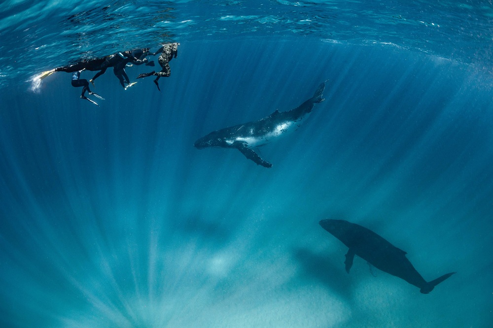 humpback-whale-migration-coral-coast